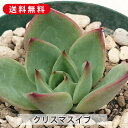 多肉植物 クリスマスイブ エケベリア属 カット小苗 多肉 寄せ植え 鉢植え 増やし方 苗 カット苗 送料無料 観葉植物 多肉 葉挿し インテリア 室内装飾 飾り...