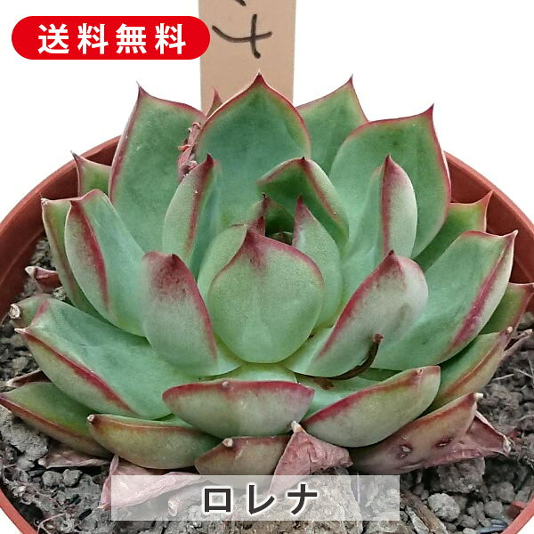 多肉植物 ロレナ エケベリア属 カット小苗 多肉 寄せ植え 鉢植え 増やし方 苗 カット苗 送料無料 観葉植物 多肉 葉挿し インテリア 室内装飾 飾り 雑貨 インテリア 玄関 リビング 暮らし おしゃれ オシャレ 可愛い かわいい プレゼント ギフト 癒しのサムネイル