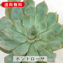 多肉植物 ポントローザ エケベリア属 カット小苗 多肉 寄せ植え 鉢植え 増やし方 苗 カット苗 送料無料 観葉植物 多肉 葉挿し インテリア 室内装飾 飾り ...