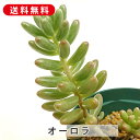 多肉植物 オーロラ セダム属 カット小苗 多肉植物 多肉 寄せ植え 鉢植え 増やし方 苗 カット苗 送料無料 観葉植物 多肉 葉挿し インテリア 室内装飾 飾り...