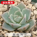 多肉植物 白牡丹 しろぼたん グラプトベリア属 カット小苗 多肉 寄せ植え 鉢植え 増やし方 苗 カット苗 送料無料 観葉植物 多肉 葉挿し インテリア 室内装...