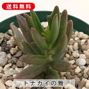 多肉植物 トナカイの舞 キーエンシス カランコエ属 カット小苗 多肉 寄せ植え 鉢植え 増やし方 苗 カット苗 送料無料 観葉植物 多肉 葉挿し インテリア 室...