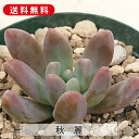 多肉植物 秋麗 しゅうれい グラプトペタルム属 カット小苗 多肉 寄せ植え 鉢植え 増やし方 苗 カット苗 送料無料 観葉植物 多肉 葉挿し インテリア 室内装...