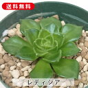 多肉植物 レディジア セデベリア属 カット小苗 多肉 寄せ植え 鉢植え 増やし方 苗 カット苗 送料無料 観葉植物 多肉 葉挿し インテリア 室内装飾 飾り 雑...