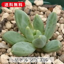 多肉植物 リトルジュエル パキベリア属 カット小苗 多肉 寄せ植え 鉢植え 増やし方 苗 カット苗 送料無料 観葉植物 多肉 葉挿し インテリア 室内装飾 飾り...