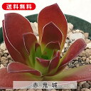 多肉植物 赤鬼城 あかおにじょう クラッスラ属 カット小苗 多肉 寄せ植え 鉢植え 増やし方 苗 カット苗 送料無料 観葉植物 多肉 葉挿し インテリア 室内装...