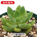 多肉植物 春萌 はるもえ セダム属 カット小苗 多肉 寄せ植え 鉢植え 増やし方 苗 カット苗 送料無料 観葉植物 多肉 葉挿し インテリア 室内装飾 飾り 雑...