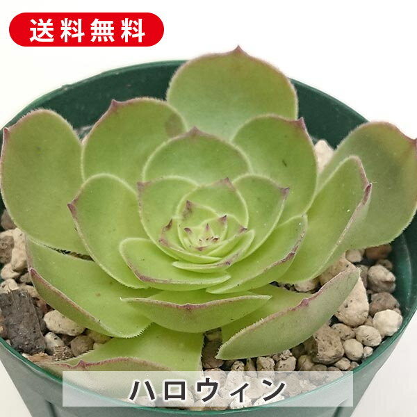楽天市場】多肉植物アエオニウムの通販 楽天市場】多肉植物アエオニウムの通販