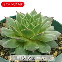 多肉植物 リタジェーン センペルビウム属 9cmポット苗 多肉 寄せ植え 鉢植え 増やし方 苗 観葉植物 多肉 葉挿し インテリア 室内装飾 飾り 雑貨 インテ...