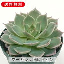 多肉植物 マーガレットレッピン クラプトペタルム属 カット小苗 多肉 寄せ植え 鉢植え 増やし方 苗 カット苗 送料無料 観葉植物 多肉 葉挿し インテリア 室...