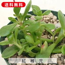 多肉植物 紅稚児 べにちご クラッスラ属 カット小苗 多肉 寄せ植え 鉢植え 増やし方 苗 カット苗 送料無料 観葉植物 多肉 葉挿し インテリア 室内装飾 飾...