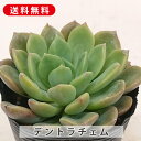 多肉植物 デントラチェム エケベリア属 カット小苗 多肉 寄せ植え 鉢植え 増やし方 苗 カット苗 送料無料 観葉植物 多肉 葉挿し インテリア 室内装飾 飾り...