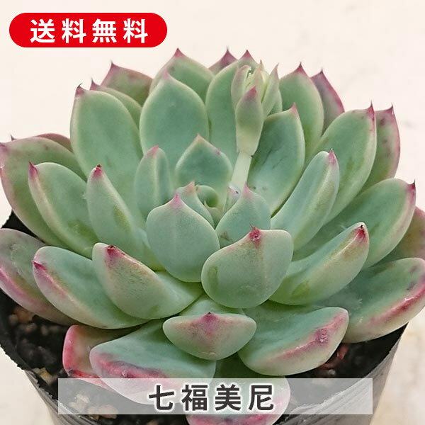 多肉植物 七福美尼 しちふくびに エケベリア属 カット小苗 多肉 寄せ植え 鉢植え 増やし方 苗 カット苗 送料無料 観葉植物 多肉 葉挿し インテリア 室内装飾 飾り 雑貨 インテリア 玄関 リビング 暮らし おしゃれ オシャレ 可愛い かわいい プレゼント ギフト 癒し