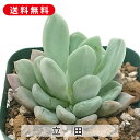 多肉植物 立田 たった シャイアン エケベリア属 カット小苗 多肉 寄せ植え 鉢植え 増やし方 苗 カット苗 送料無料 観葉植物 多肉 葉挿し インテリア 室内...