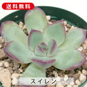 多肉植物 スイレン スリョン エケベリア属 カット小苗 多肉 寄せ植え 鉢植え 増やし方 苗 カット苗 送料無料 観葉植物 多肉 葉挿し インテリア 室内装飾 ...