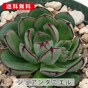 多肉植物 ジョアンダニエル エケベリア属 カット小苗 多肉 寄せ植え 鉢植え 増やし方 苗 カット苗 送料無料 観葉植物 多肉 葉挿し インテリア 室内装飾 飾...
