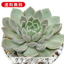 多肉植物 グランデシンザ エケベリア属 カット小苗 多肉 寄せ植え 鉢植え 増やし方 苗 カット苗 送料無料 観葉植物 多肉 葉挿し インテリア 室内装飾 飾り...
