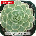 多肉植物 オウンスロー エケベリア属 カット小苗 多肉 寄せ植え 鉢植え 増やし方 苗 カット苗 送料無料 観葉植物 多肉 葉挿し インテリア 室内装飾 飾り ...