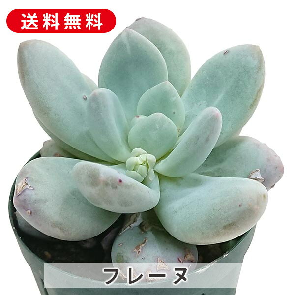 多肉植物フレーヌパキフィツム属カッ...