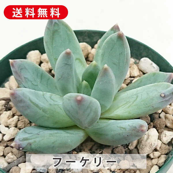 楽天市場】多肉植物 ハムシーの通販 楽天市場】多肉植物 ハムシーの通販
