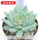 多肉植物 ティッピー エケベリア属 カット小苗 多肉 寄せ植え 鉢植え 増やし方 苗 カット苗 送料無料 観葉植物 多肉 葉挿し インテリア 室内装飾 飾り 雑...