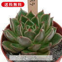 多肉植物 ミラ エケベリア属 カット小苗 多肉 寄せ植え 鉢植え 増やし方 苗 カット苗 送料無料 観葉植物 多肉 葉挿し インテリア 室内装飾 飾り 雑貨 イ...