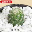 銀手毬 マミラリア 抜き苗で発送 サボテン 寄せ植え 鉢植え 増やし方 苗 送料無料 観葉植物 多肉 葉挿し インテリア 室内装飾 飾り 雑貨 インテリア 玄関...