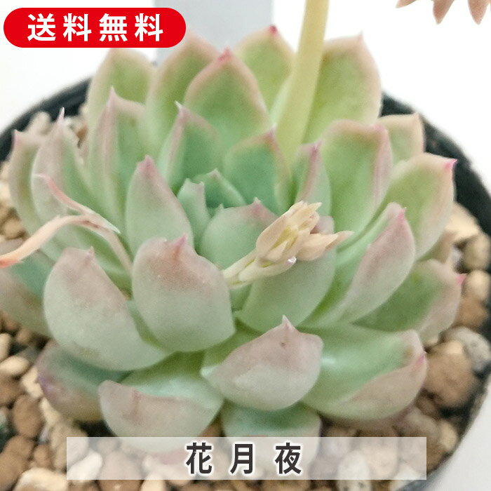 多肉植物 花月夜 エケベリア属 カット小苗 多肉 寄せ植え 鉢植え 増やし方 苗 カット苗 送料無料 観葉植物 多肉 葉挿し インテリア 室内装飾 飾り 雑貨 インテリア 玄関 リビング 暮らし おしゃれ オシャレ 可愛い かわいい プレゼント ギフト 癒しのサムネイル