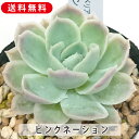 多肉植物 ピンクネーション エケベリア属 カット小苗 多肉 寄せ植え 鉢植え 増やし方 苗 カット苗 送料無料 観葉植物 多肉 葉挿し インテリア 室内装飾 飾...