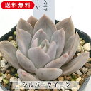 多肉植物 シルバークイーン エケベリア属 カット小苗 多肉 寄せ植え 鉢植え 増やし方 苗 カット苗 送料無料 観葉植物 多肉 葉挿し インテリア 室内装飾 飾...