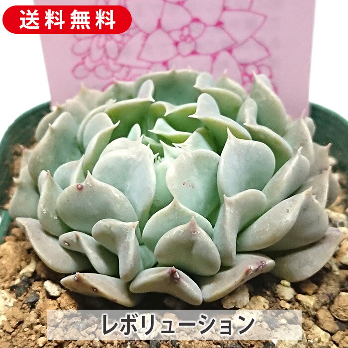 多肉植物 レボリューション エケベリア属 カット小苗 多肉 寄せ植え 鉢植え 増やし方 苗 カット苗 送料無料 観葉植物 多肉 葉挿し インテリア 室内装飾 飾り 雑貨 インテリア 玄関 リビング 暮らし おしゃれ オシャレ 可愛い かわいい プレゼント ギフト 癒しのサムネイル