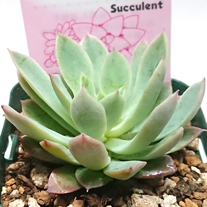 多肉植物 秋宴 しゅうえん ブラッドブリアナ エケベリア属 カット小苗 多肉 寄せ植え 鉢植え 増やし方 苗 カット苗 送料無料 観葉植物 多肉 葉挿し 室内装飾 飾り 雑貨 インテリア 玄関 リビング 暮らし おしゃれ オシャレ 可愛い かわいい プレゼント ギフト 癒し