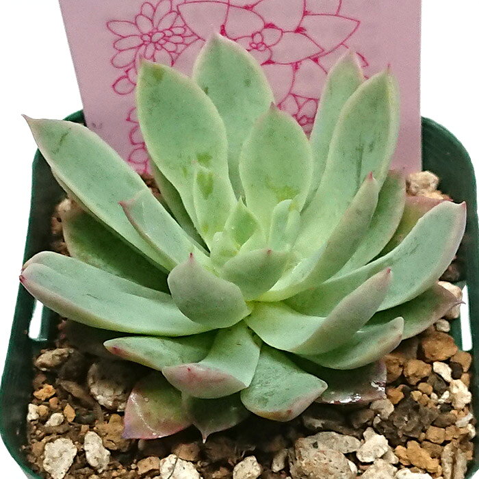多肉植物 秋宴 しゅうえん ブラッドブリアナ エケベリア属 カット小苗 多肉 寄せ植え 鉢植え 増やし方 苗 カット苗 送料無料 観葉植物 多肉 葉挿し 室内装飾 飾り 雑貨 インテリア 玄関 リビング 暮らし おしゃれ オシャレ 可愛い かわいい プレゼント ギフト 癒し