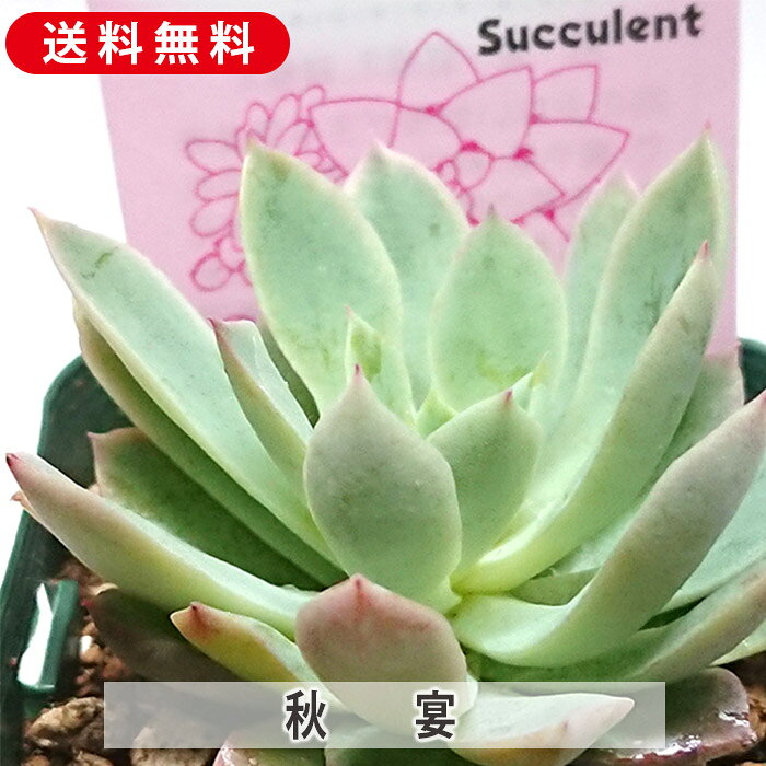多肉植物 秋宴 しゅうえん ブラッドブリアナ エケベリア属 カット小苗 多肉 寄せ植え 鉢植え 増やし方 苗 カット苗 送料無料 観葉植物 多肉 葉挿し 室内装飾 飾り 雑貨 インテリア 玄関 リビング 暮らし おしゃれ オシャレ 可愛い かわいい プレゼント ギフト 癒し