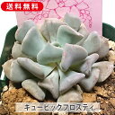 多肉植物 キュービックフロスティ キュービックフロスト エケベリア属 カット小苗 多肉 寄せ植え 鉢植え 増やし方 苗 カット苗 送料無料 観葉植物 多肉 葉挿...