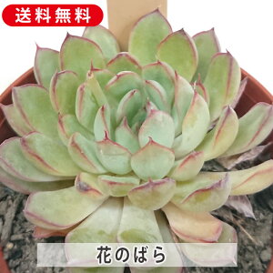 多肉植物 花のばら エケベリア属 カット小苗 多肉 寄せ植え 鉢植え 増やし方 苗 カット苗 送料無料 観葉植物 多肉 葉挿し 室内装飾 飾り 雑貨 インテリア 玄関 リビング 暮らし おしゃれ オシャレ 可愛い かわいい プレゼント ギフト 癒し