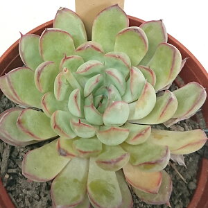 多肉植物 花のばら エケベリア属 カット小苗 多肉 寄せ植え 鉢植え 増やし方 苗 カット苗 送料無料 観葉植物 多肉 葉挿し 室内装飾 飾り 雑貨 インテリア 玄関 リビング 暮らし おしゃれ オシャレ 可愛い かわいい プレゼント ギフト 癒し