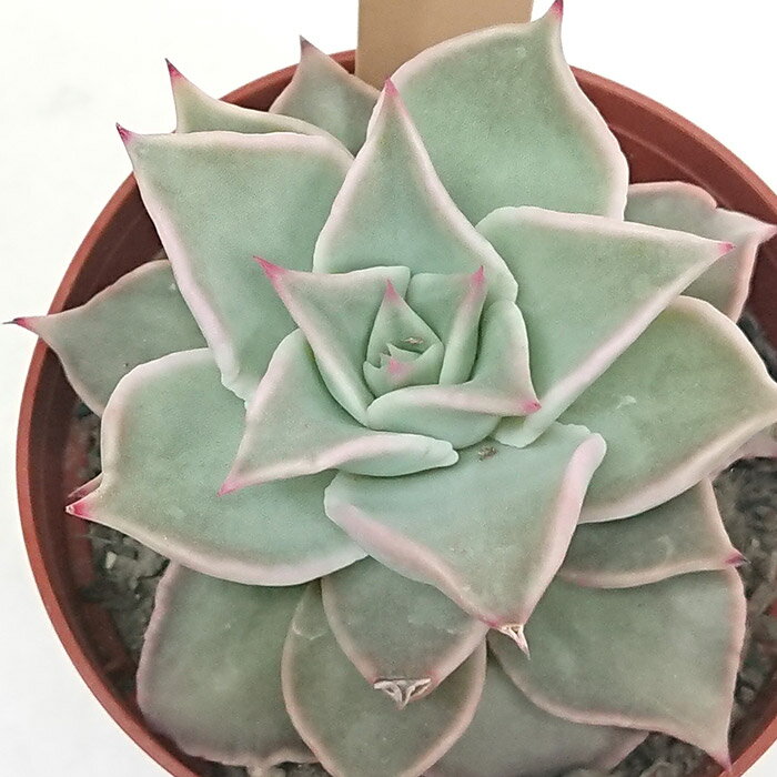 多肉植物 マディバ エケベリア属 カット小苗 多肉 寄せ植え 鉢植え 増やし方 苗 カット苗 送料無料 観葉植物 多肉 葉挿し 室内装飾 飾り 雑貨 インテリア 玄関 リビング 暮らし おしゃれ オシャレ 可愛い かわいい プレゼント ギフト 癒し