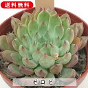 多肉植物 ゼロピ エケベリア属 カット小苗 多肉 寄せ植え 鉢植え 増やし方 苗 カット苗 送料無料 観葉植物 多肉 葉挿し 室内装飾 飾り 雑貨 インテリア ...