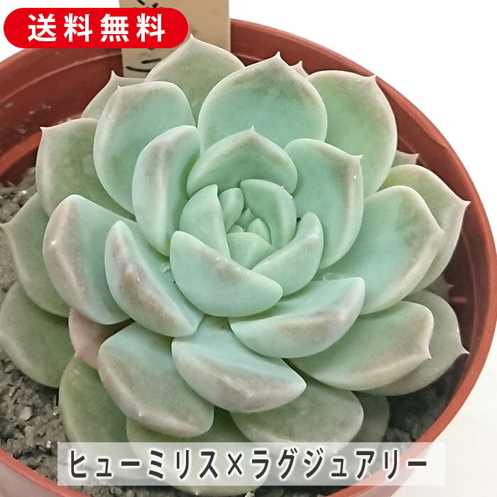 楽天市場】多肉 カット 苗(観葉植物|花・観葉植物):花 楽天市場】多肉 カット 苗(観葉植物|花・観葉植物):花