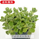 アロマティカス キュウバンオレガノ スープミント ハーブの苗 3号 9cm 多肉植物 増やし方 鉢植え 寄せ植え 忌避植物 インテリア 庭花 ガーデニング 園芸...