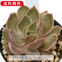 多肉植物 セイレーン エケベリア属 カット小苗 多肉 寄せ植え 鉢植え 増やし方 苗 カット苗 送料無料 観葉植物 多肉 葉挿し 室内装飾 飾り 雑貨 インテリ...