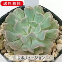 多肉植物 レボリューション エケベリア属 カット小苗 多肉 寄せ植え 鉢植え 増やし方 苗 カット苗 送料無料 観葉植物 多肉 葉挿し 室内装飾 飾り 雑貨 イ...