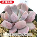 多肉植物 トップシーデビー グラプトベリア属 カット苗 多肉 寄せ植え 鉢植え 増やし方 苗 送料無料 観葉植物 多肉 葉挿し インテリア 室内装飾 飾り 雑貨...