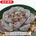 多肉植物 レッドベルベット エケベリア属 カット小苗 多肉 寄せ植え 鉢植え 増やし方 苗 カット苗 送料無料 観葉植物 多肉 葉挿し 室内装飾 飾り 雑貨 イ...