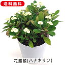 ユーフォルビア 花キリン ハナキリン 3.5号 10.5cm プラ鉢 花 多肉植物 多肉 観葉植物 鉢植え 花鉢 鉢花 寄せ植え フラワー 室内装飾 飾り 雑貨...