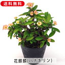 ユーフォルビア 花キリン ハナキリン 3.5号 10.5cm プラ鉢 花 多肉植物 多肉 観葉植物 鉢植え 花鉢 鉢花 寄せ植え フラワー 室内装飾 飾り 雑貨...