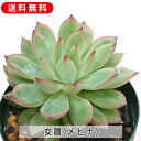 多肉植物 メビナ 女雛 エケベリア属 カット小苗 多肉 寄せ植え 鉢植え 増やし方 セット 苗 送料無料 観葉植物 多肉 葉挿し インテリア 室内装飾 飾り 雑貨 インテリア 玄関 リビング 暮らし おしゃれ オシャレ 可愛いかわいい プレゼント ギフト 癒し