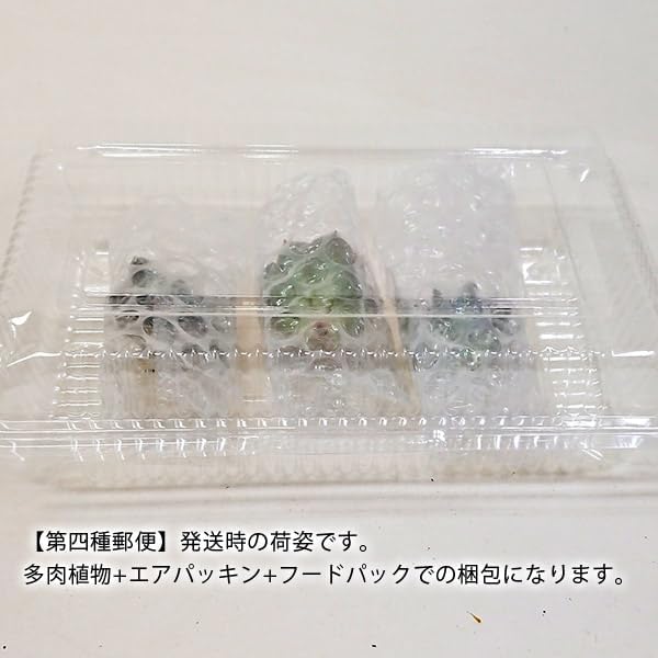 多肉植物 クロアチアローズ エケベリア カット苗 多肉 寄せ植え 鉢植え 増やし方 苗 送料無料 観葉植物 多肉 葉挿し