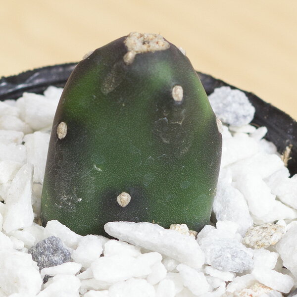 墨こけし オプンチア 2.5号サボテン 多肉植物のサムネイル